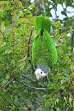 Cuban Parrot